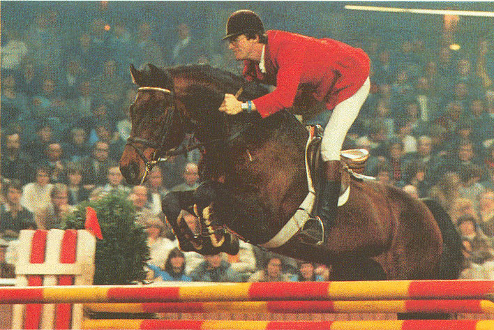 Calando I - Showjumping Stallion